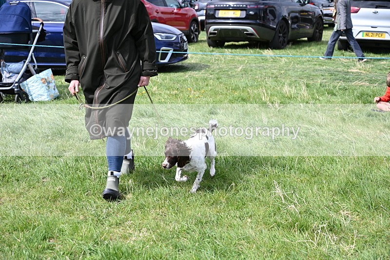 WJ6_8998 - Class 8 Best Working / Gun Dog or Bitch