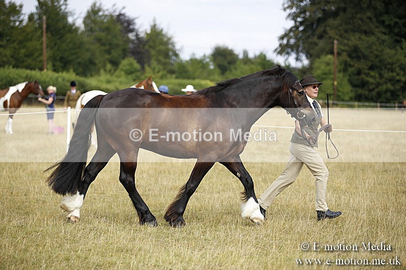 _C7A9586 - BVRC Sow 2018 Ring 2