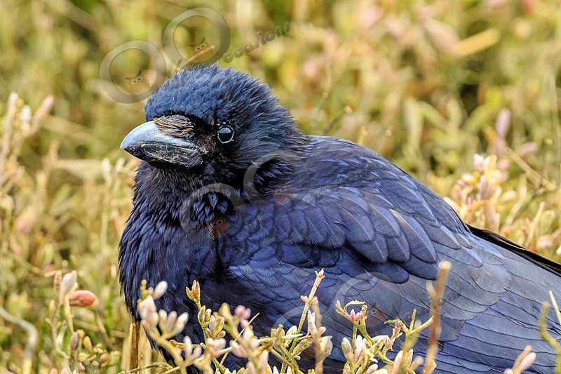 carrion crow Corvus corone-5187 - UK birds