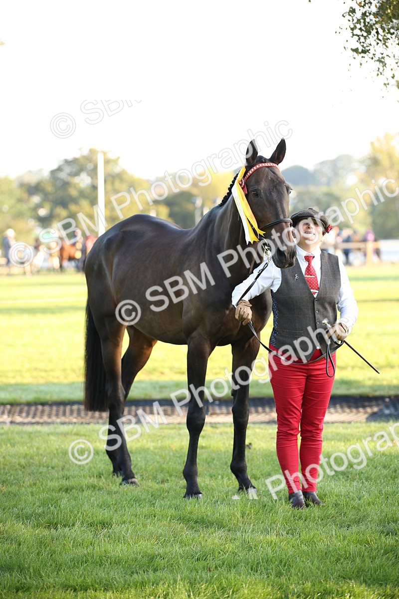 SBM_56938 - S49 - Riding Horse & Hack & Thoroughbred In Hand