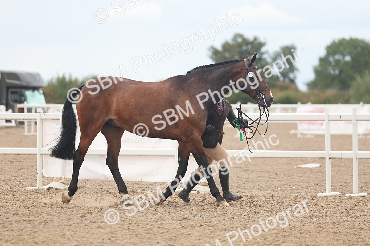 SBM_07965 - Class 28 - IH Veteran Horse