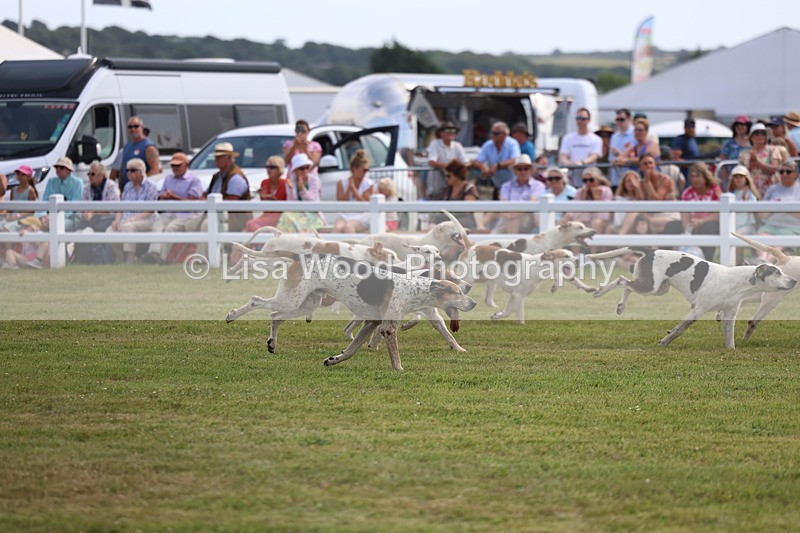 3E7A0233 - Parade of Hounds