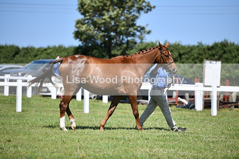 DSC_6819 - Class 57: Hunter/Riding Horse/Hack 1, 2 & 3 yr olds