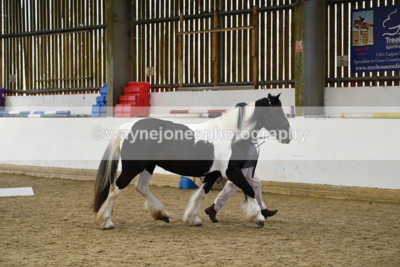 WJ5_5005 - Class 7 In hand coloured / odd coloured