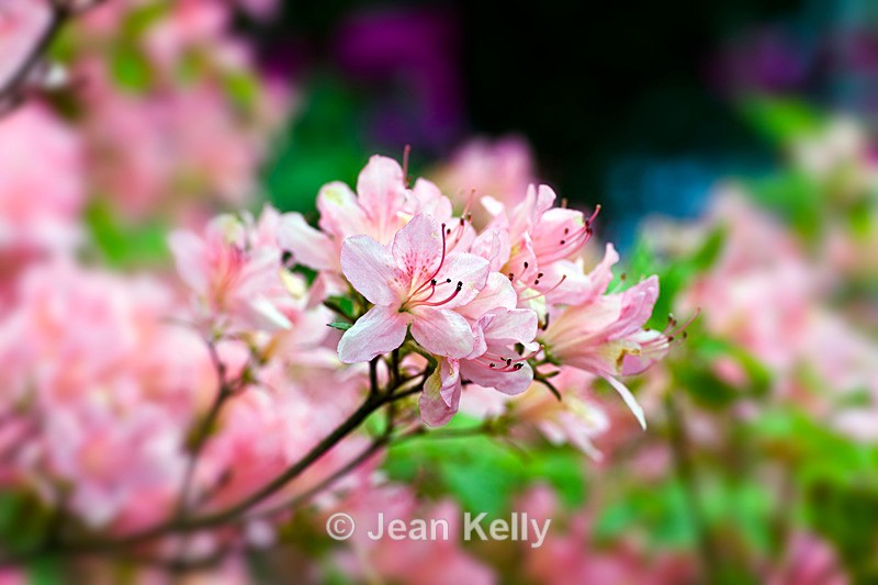 Pink Rhododendron - DSC_7146_00009 - Pink