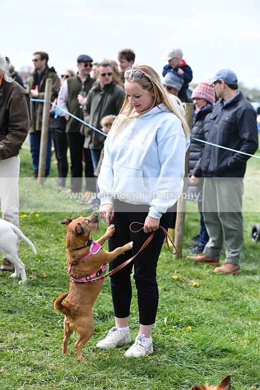 WJ5_0591 - Class 7 Best Terrier