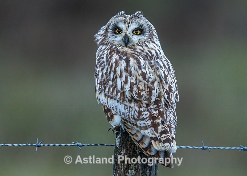 Short-eared Owl - Latest Images