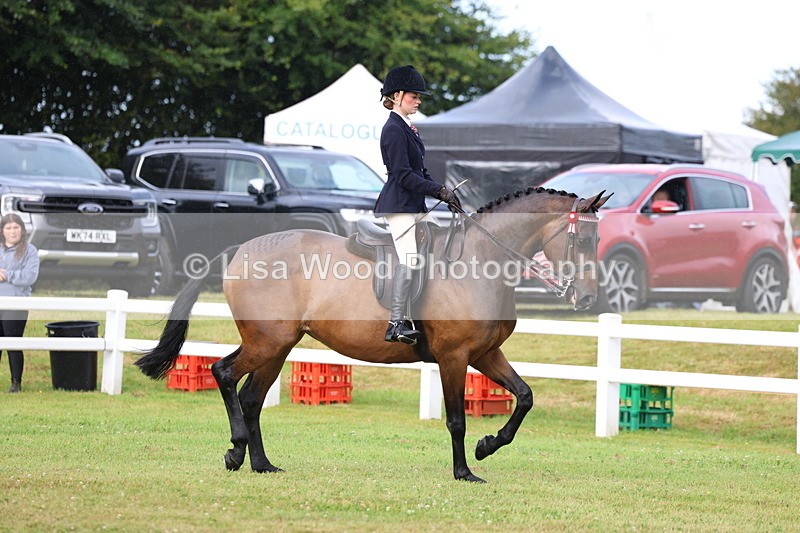 3E7A8007 - Class 2: Rising Star Large Hack/Riding Horse