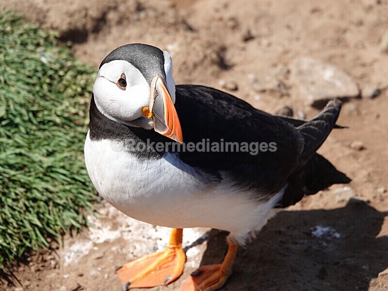DSC00336 - Skomer 2019