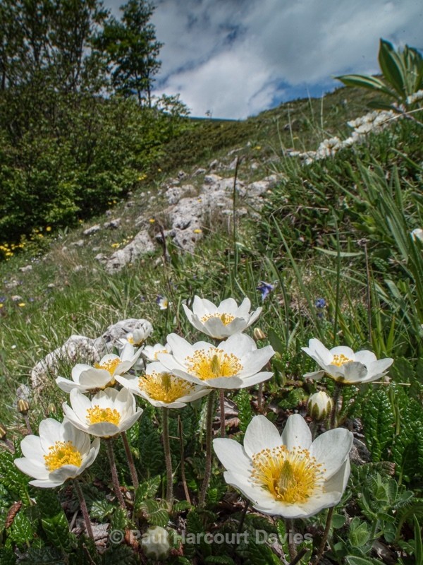 Mountain avens (Dryas octopetala) - Flowers in the Landscape - 1