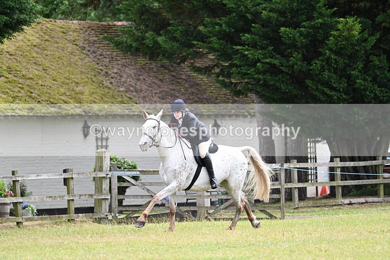 WJ7_8844 - Class 7  Riding Club Show Horse