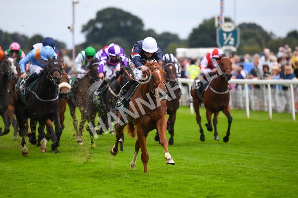 240823-Race 2-Dragon Leader-0222 - Race 2 2.25pm Goffs UK Harry Beeby Premier Yearling Stakes