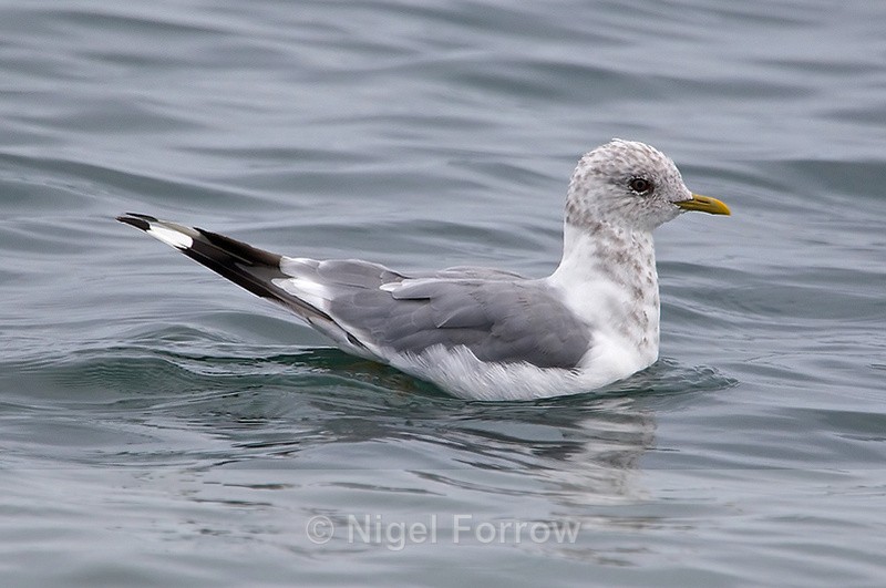 Short-billed Gull on the water off Homer Spit in Alaska - Short-billed Gull