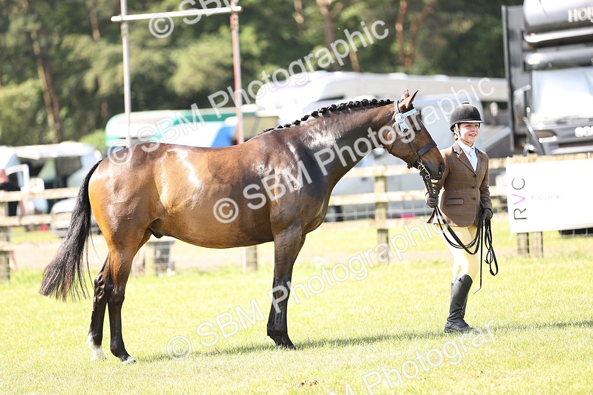 SBM_12938 - Class 75-76 LIHS BSHA Rising Star Hack Riding Horse