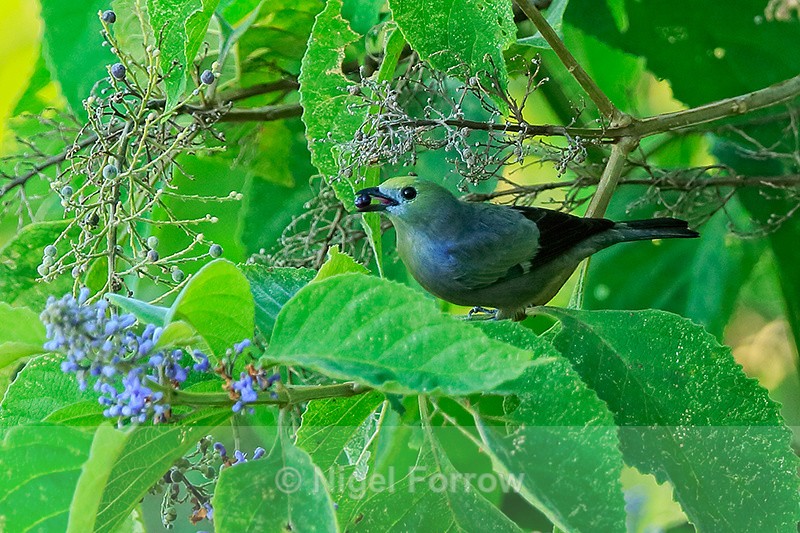 Palm Tanager feeding, Costa Rica - Palm Tanager