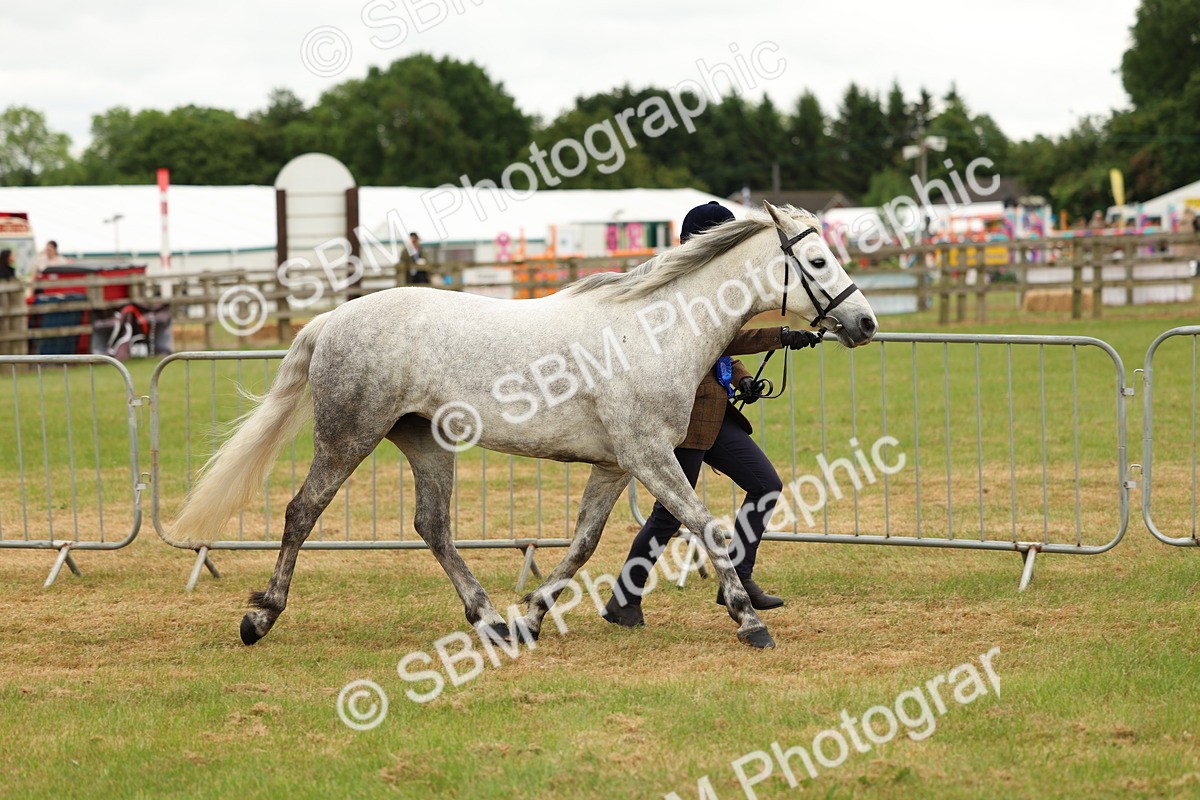 SBM_04273 - Class 64-67 - Shetland Pony In Hand