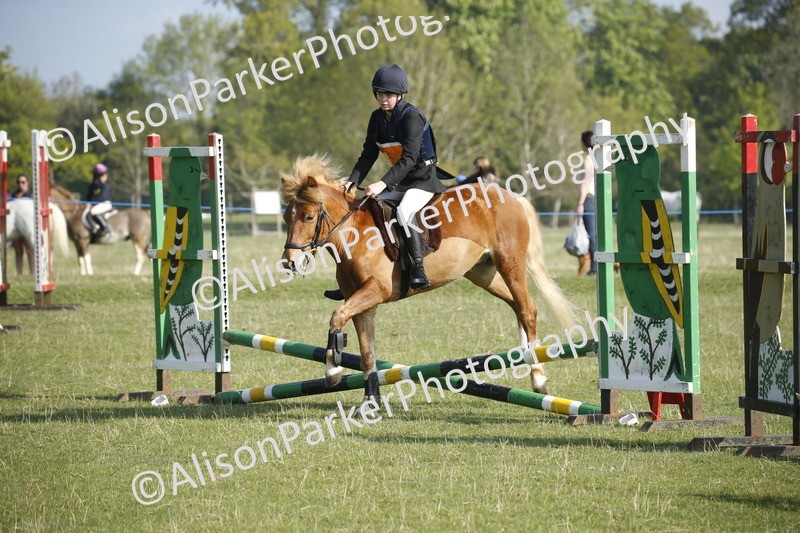 20250427-0247 - Class 12 - Rookie Jumping 40cm