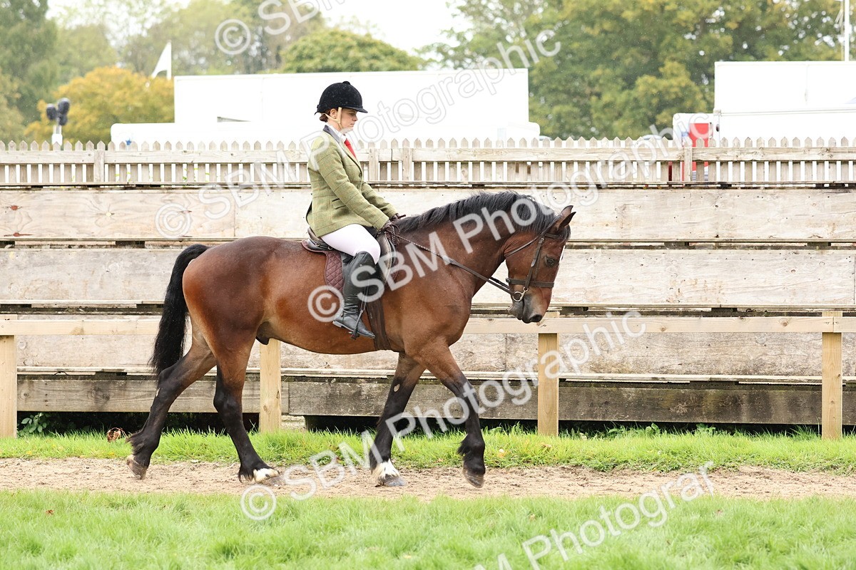 SBM_69521 - S62 - Mountain & Moorland Ridden Large Breeds