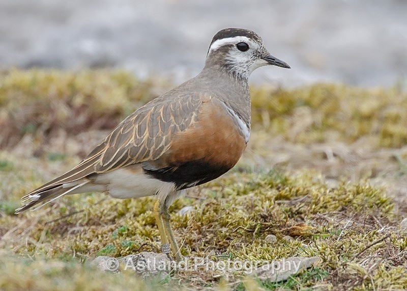 Astland Photography, Bird and Wildlife Images, Susan and Peter Wilson, U.K.