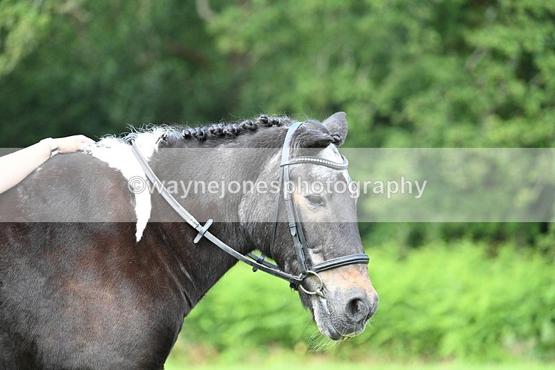 WJ7_1669 - Class 11 Condition & Turnout