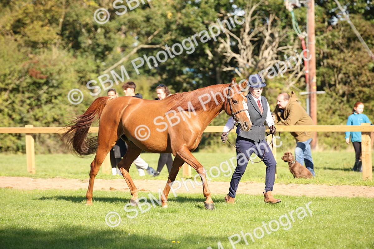 SBM_36568 - S10 - Best In Hand Horse & Pony