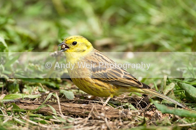 20120508-_MG_9925 - Buntings