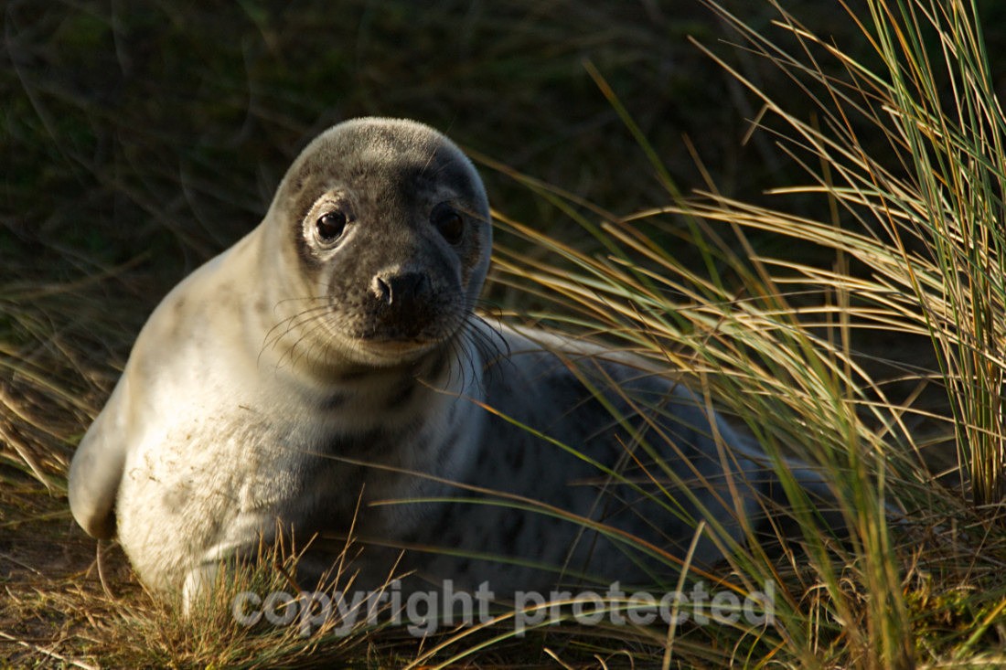 Weaned Grey Seal Pup - Norfolk