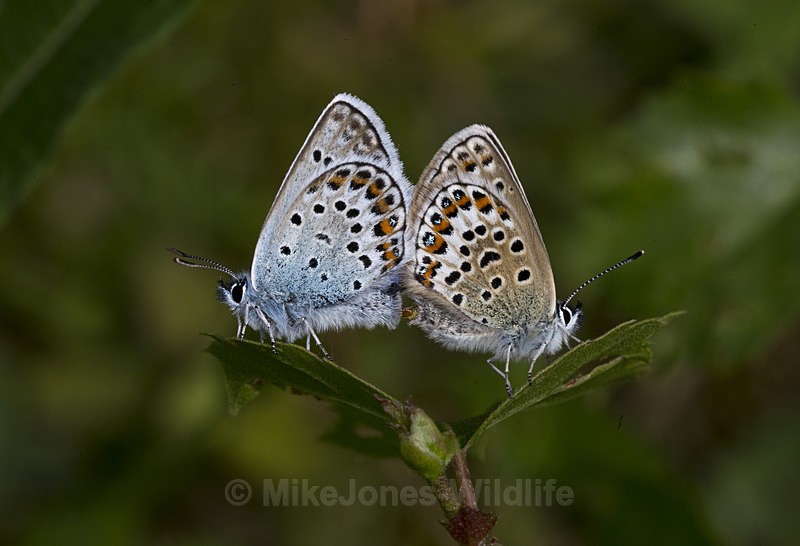 Pair of Silver Studded Blue butterflies mating at Prees Heath - New Butterflies from Prees Heath (Silver Studded Blue )