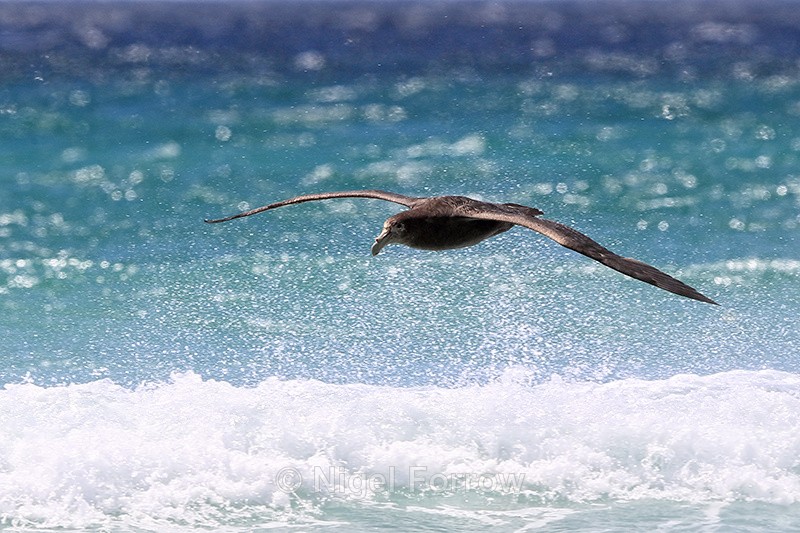 Southern Giant Petrel low over sea, Volunteer Point, Falklands - Southern Giant Petrel