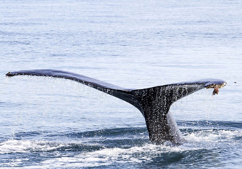  - Humpback Whale Flukes