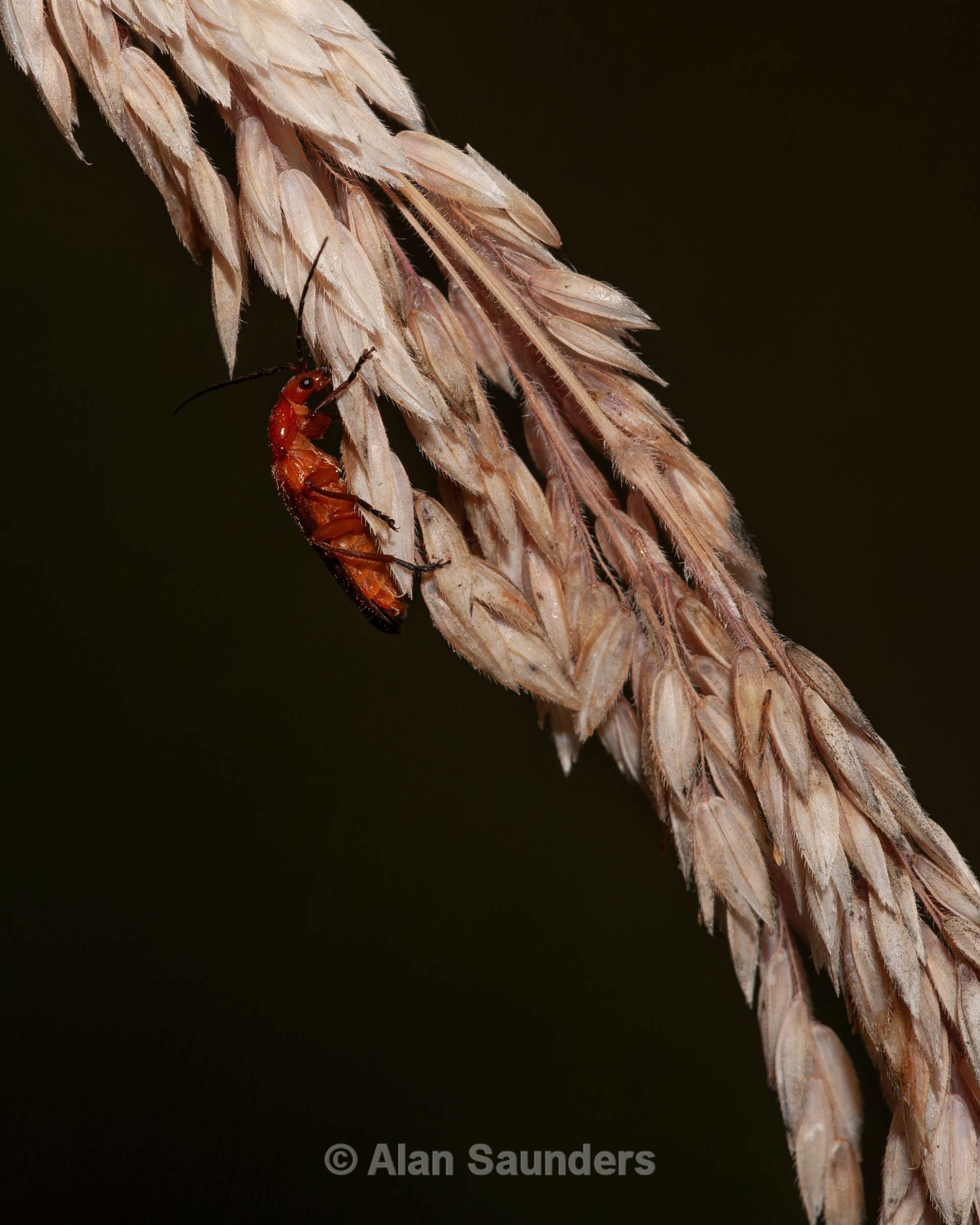 Common Soldier Beetle 2