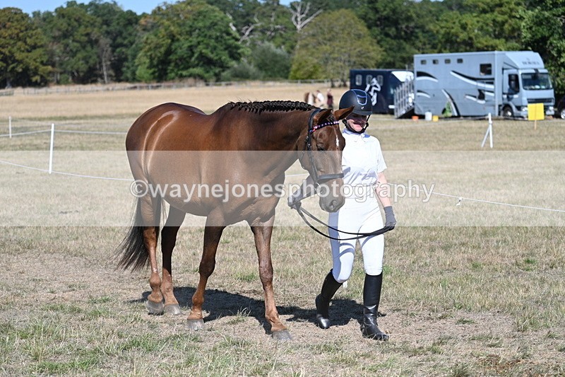 WJ7_1444 - Class 42 Most Handsome Gelding