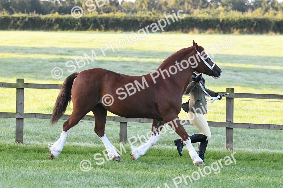 SBM_32519 - S15 - Condition & Turnout In Hand