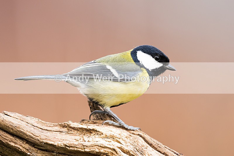 20160227-8E0A2441 - Great Tit