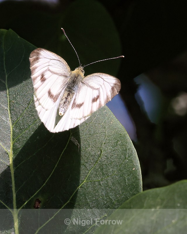 Green-veined White (female) wings open, Oxfordshire, UK - INSECTS