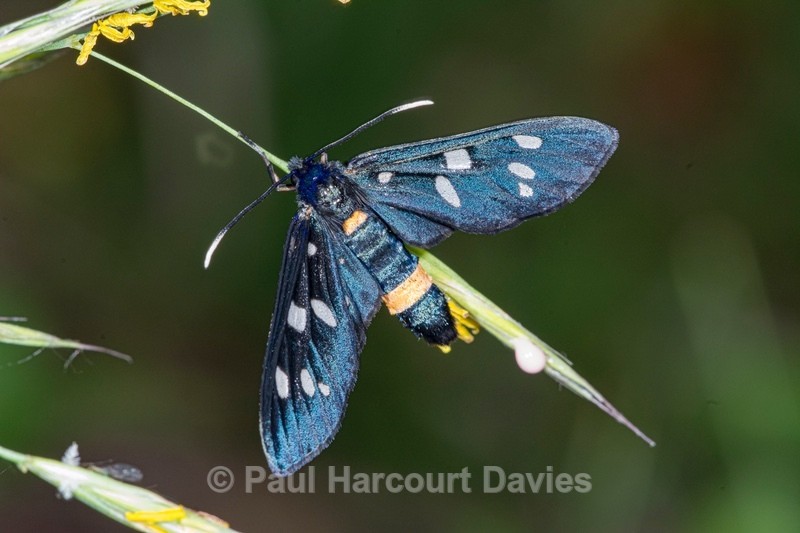 Syntomis phegea (Amata phegea) - Insects, Spiders and other Animals
