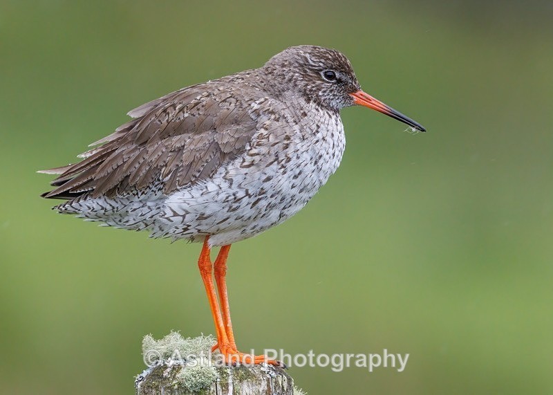 Redshank - Latest Images
