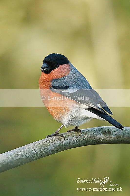Bullfinch m 200116 43 - Nature