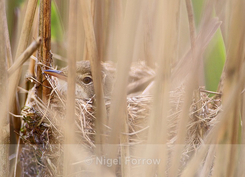 Reed Warbler nest on Brownsea Island - Reed Warbler