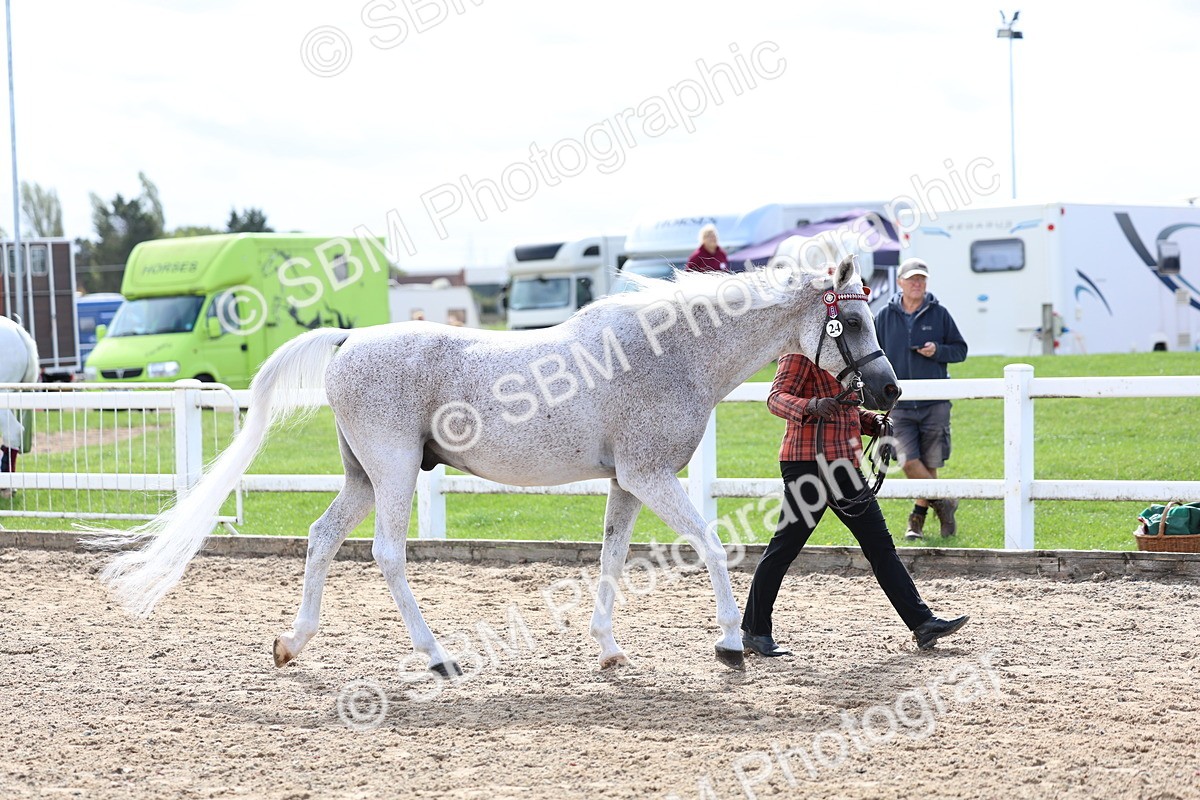 SBM_01911 - Class 18 - Handsomest Gelding - IH or Ridden