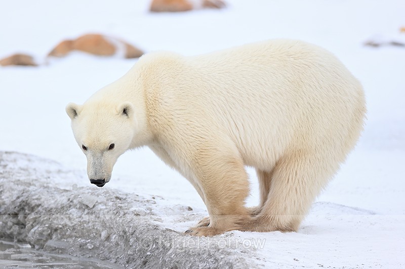 Polar Bear side profile, Churchill, Canada - Polar Bear