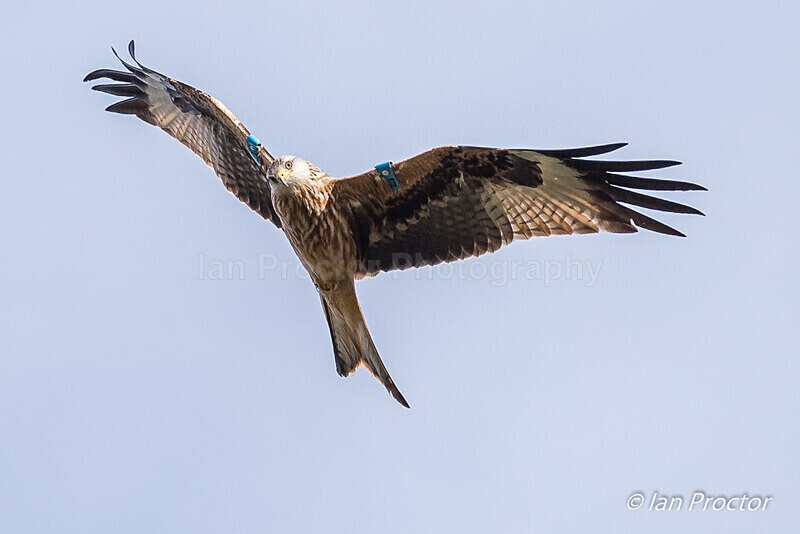 Pleased to meet you! - Red Kite (Milvus milvus) - Nature