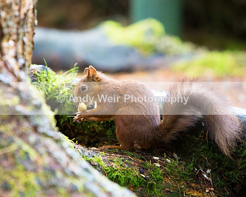 20141010-3K8A6656 - Red Squirrel