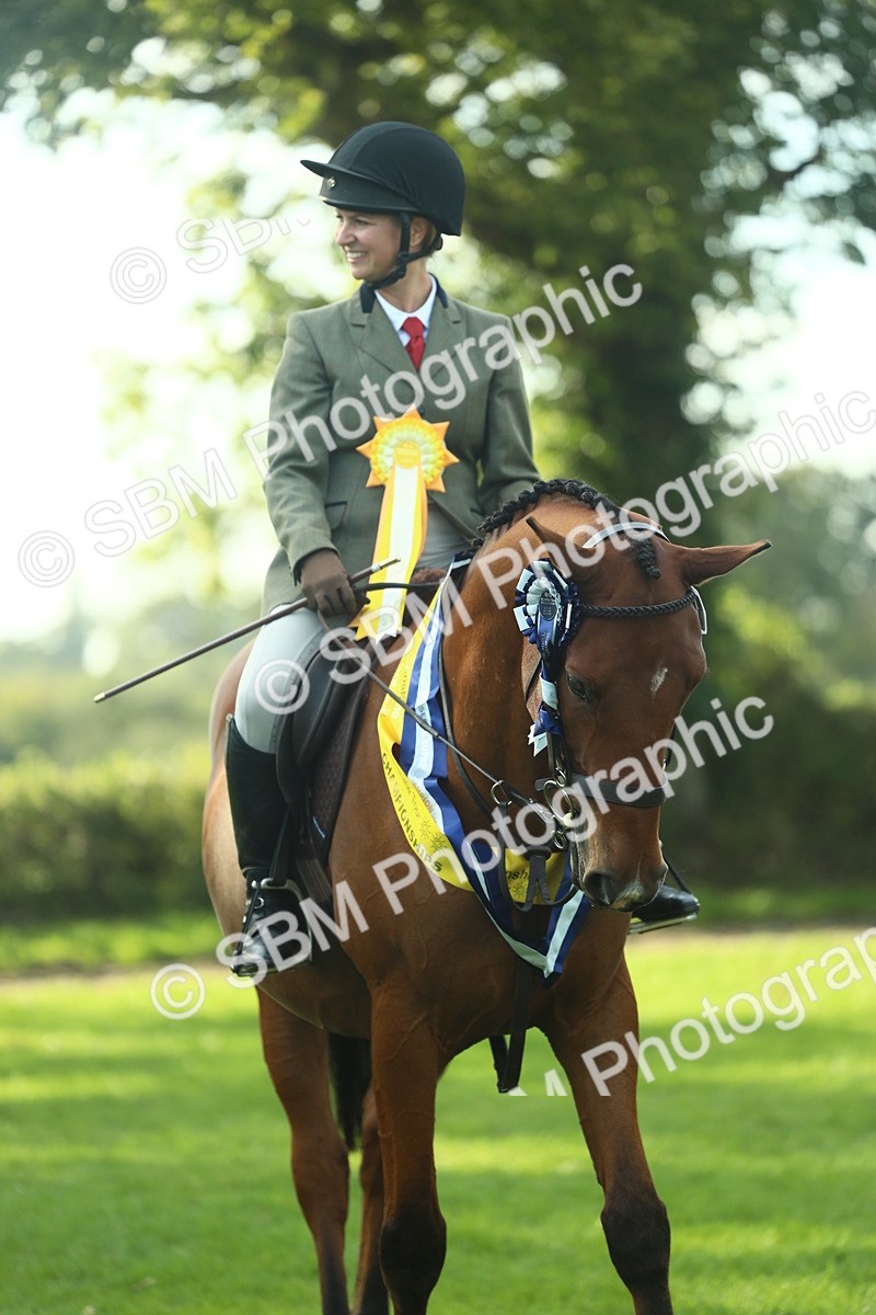 SBM_52322 - Working Hunter Supreme Championship
