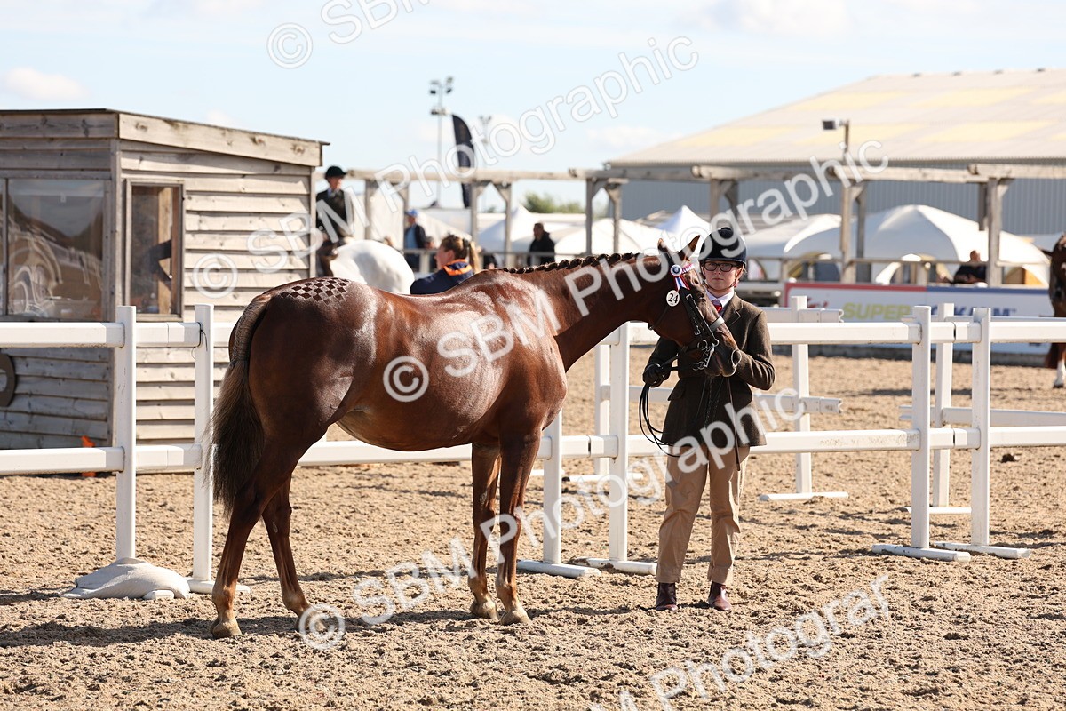 SBM_12809 - Class 205 - IH Show Pony - Show Hunter Pony