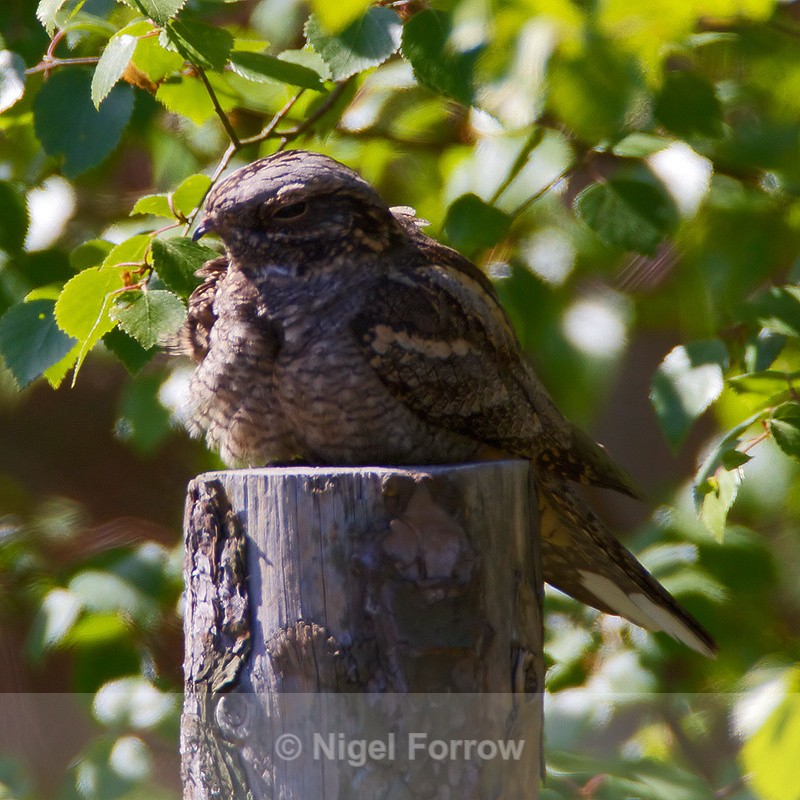 Nightjar (male) on a fence post - Nightjar