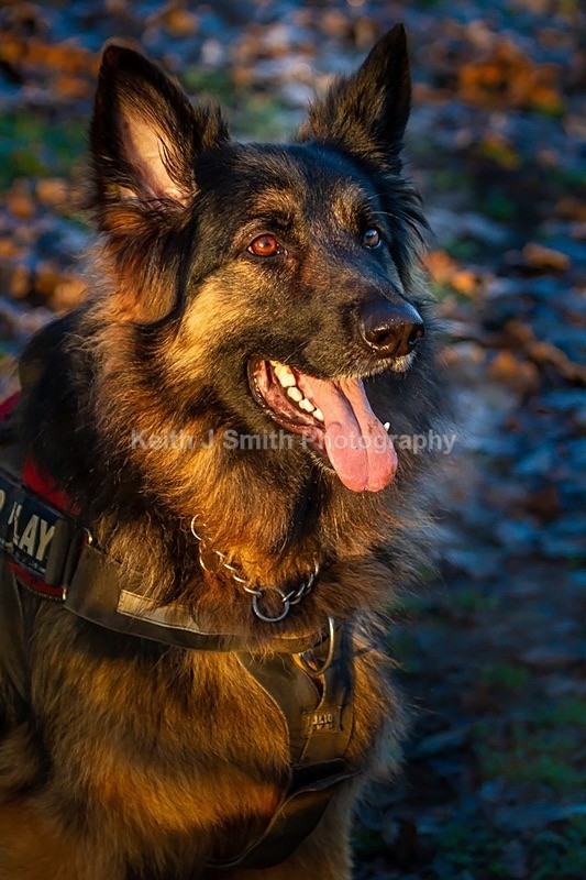 4KJS3081 - Dogs in Abington Park