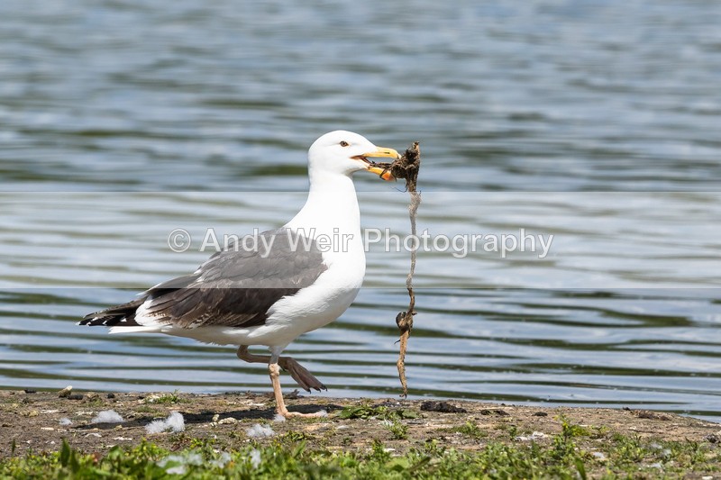 20160524-8E0A5530 - Gulls