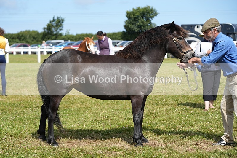 DSC05570 - Class 50: NPS M&M 4 years and over Small Breeds