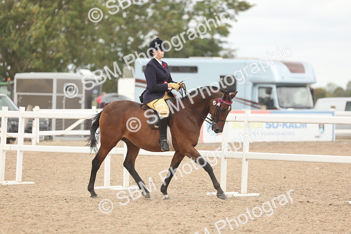 SBM_16084 - Class 311 - Ridden Show pony-Show hunter Pony